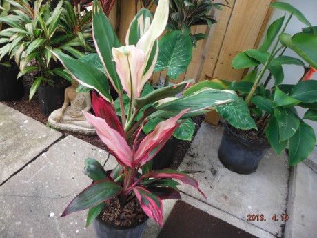 Cocktail Cordyline Ti Plant mix Tropical Plants rare brevard county melbourne beach nursery cocoa vero