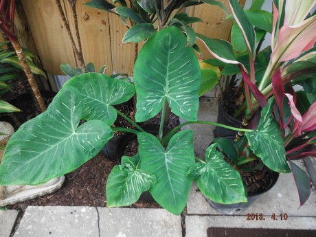 Xanthosoma Jacquinii Lineatum Crested Elephant Ear