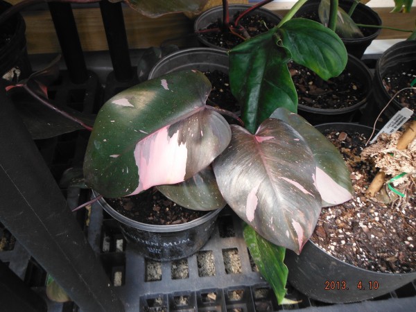 Philodendron Pink Princess florida space coast brevard tropical plants nursery