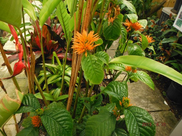 Orange Plume Justicea Sidicarlo tropical plant nursery florida brevard melbourne beach