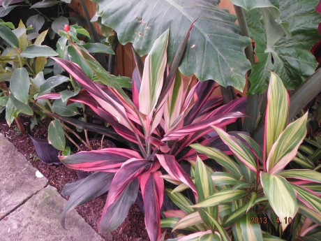 Cordyline Pink Magic Ti Plant Tropical Plants rare brevard county melbourne beach nursery cocoa vero