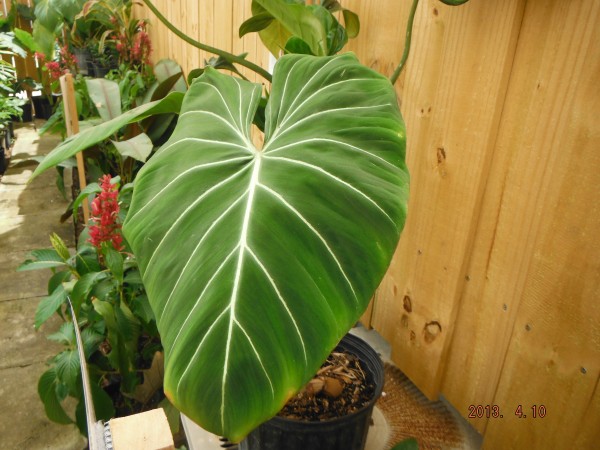 Philodendron Gloriosum  houseplant terrestrial velvet big leaf tropical plant nursery florida melbourne