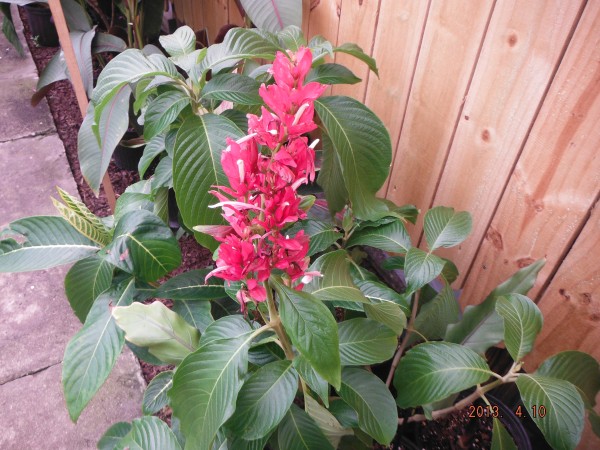 Megaskepasma erythrochlamys brazilian red cloak houseplant butterfly tropical plant nursery