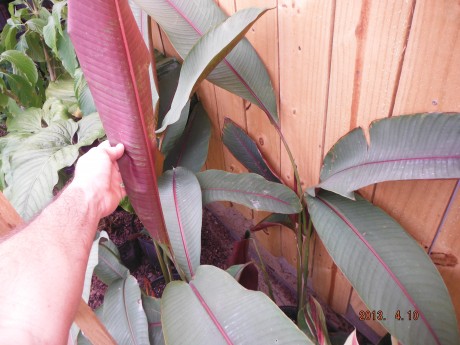 Heliconia Sharonii Tropical Plants rare brevard county melbourne beach nursery cocoa vero