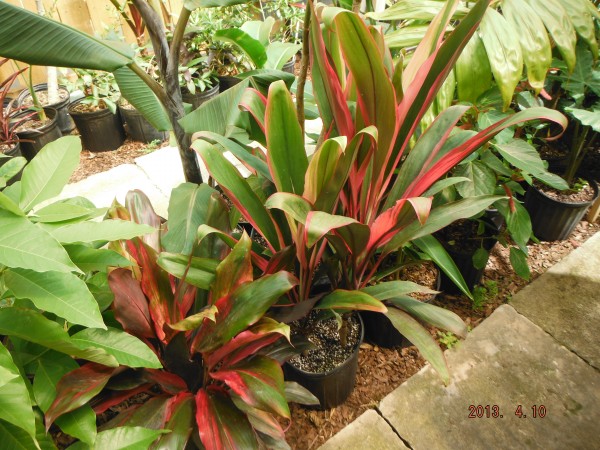 picasso red and hilo rainbow tip plant cordyline fruticosa