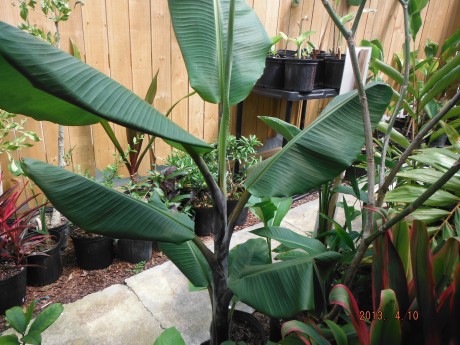 Thai Black Banana For Sale tropical plant nursery interior indoor houseplant outdoor vero beach brevard space coast melbourne beach cocoa satellite florida