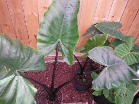 Black Stem Alocasia For Sale tropical plant nursery interior indoor houseplant outdoor vero beach brevard space coast melbourne beach cocoa satellite florida