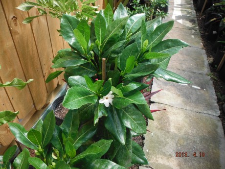 Tahitian Gardenia Gardenia taitensis tiare tropical plants houseplant interior exterior landscape florida brevard melbourne cocoa beach indian harbour beach space coast