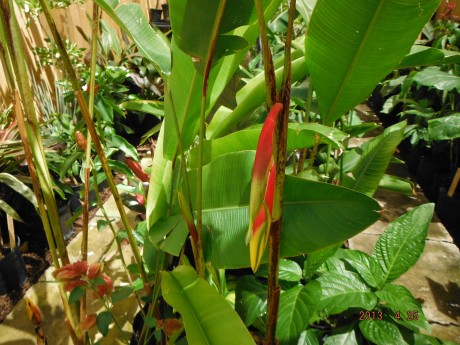 Heliconia Rostrata for sale Florida Brevard County Melbourne Beach Satellite Cocoa Vero Indian Harbourtropical plant nursery