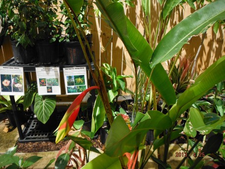 Heliconia Rostrata for sale Florida Brevard County tropical plant nursery