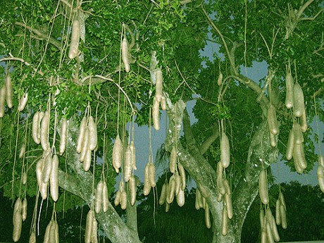 Sausage Tree For Sale - Kigelia Africana  florida brevard tropical plants nursery