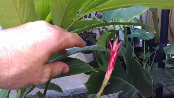 Dwarf Red Alpinia Ginger showing some bloom