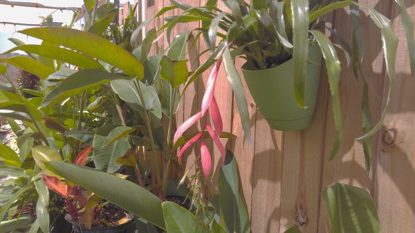 Our wall pots full of Bilbergia Windii are sending out lots of pink and blue blooms