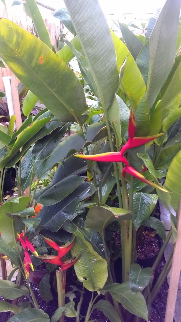 Heliconia Flowers tropical plants melbourne brevard florida nursery houseplants 