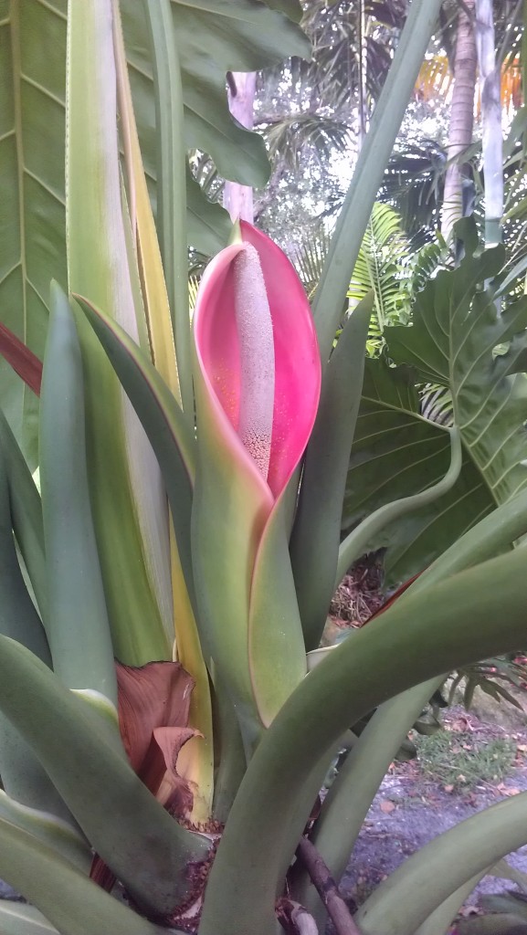 Philodendron x evansii infloresence pink spathe flower
