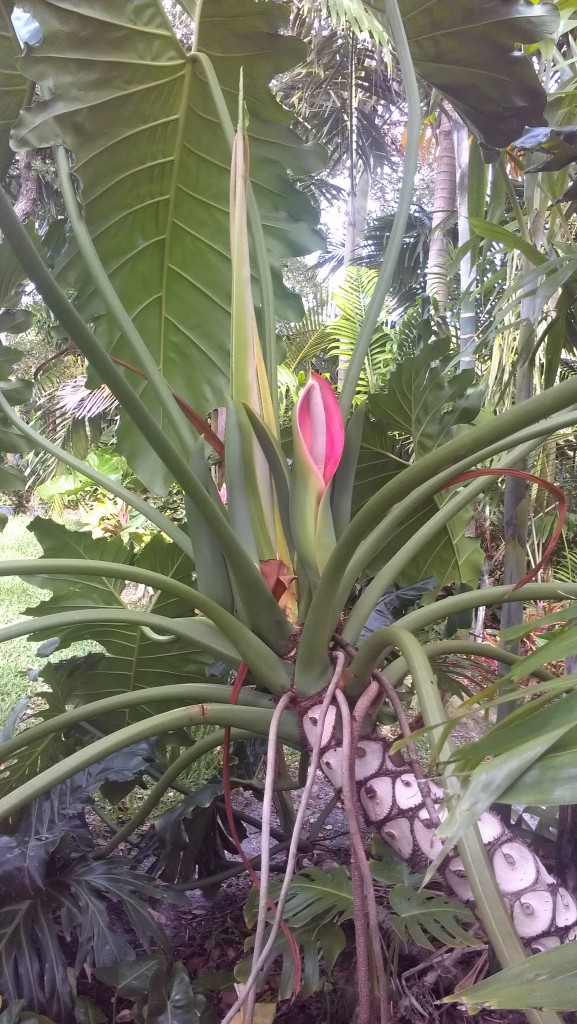 Philodendron x evansii infloresence pink spathe spadix 