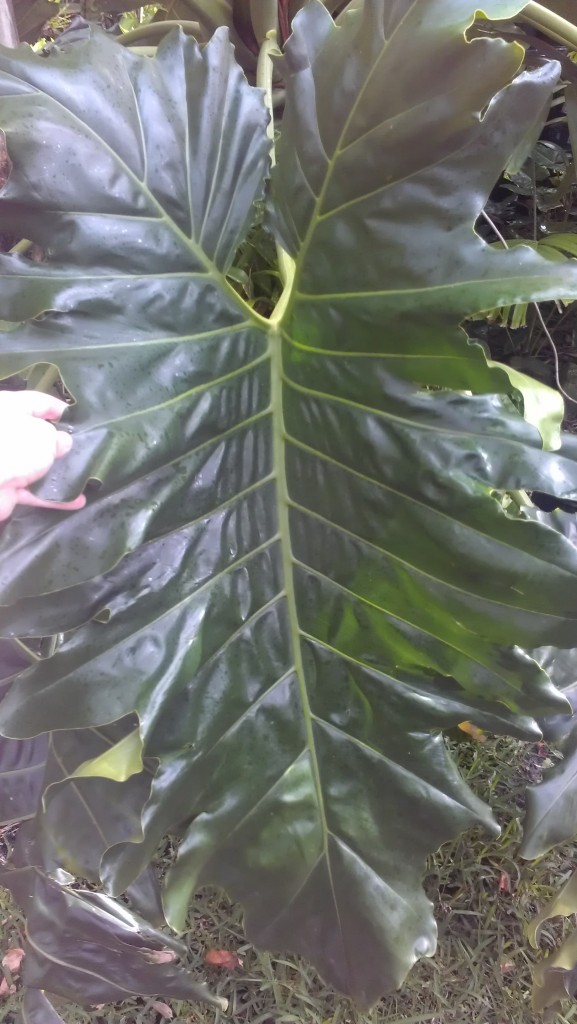 Philodendron x evansii huge leaf giant tropical plant nursery florida brevard melbourne