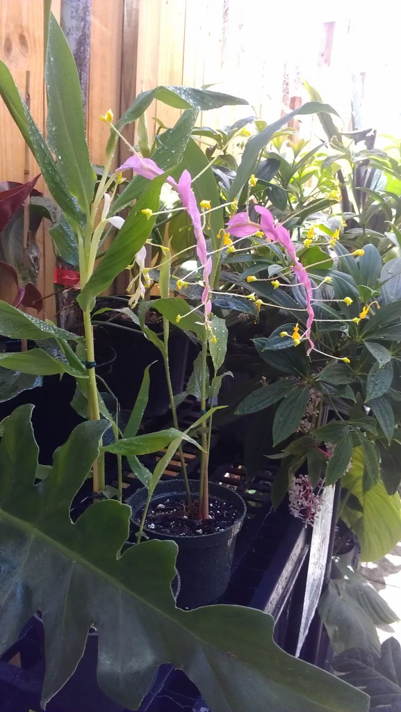 dancing girl ginger globba winitii florida nursery melbourne houseplants tropical brevard