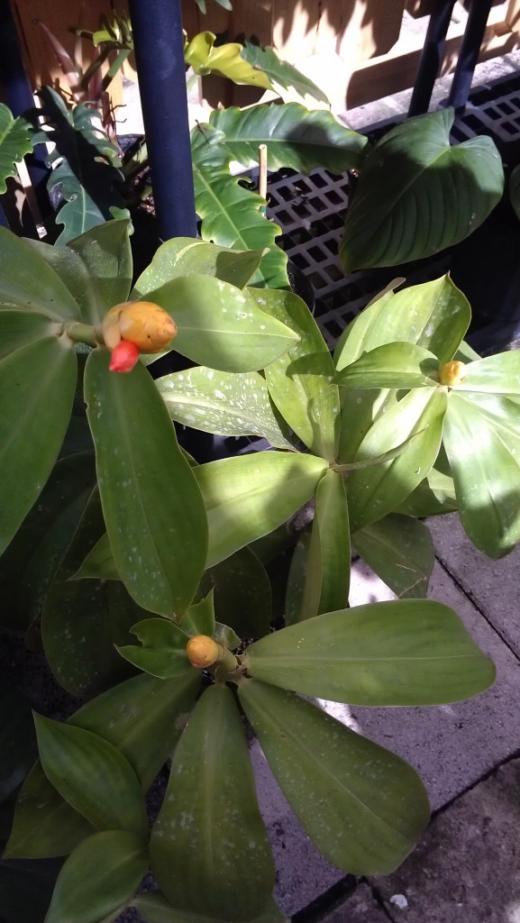 Yellow Costus Ginger  tropical plants rare uncommon nursery florida melbourne brevard