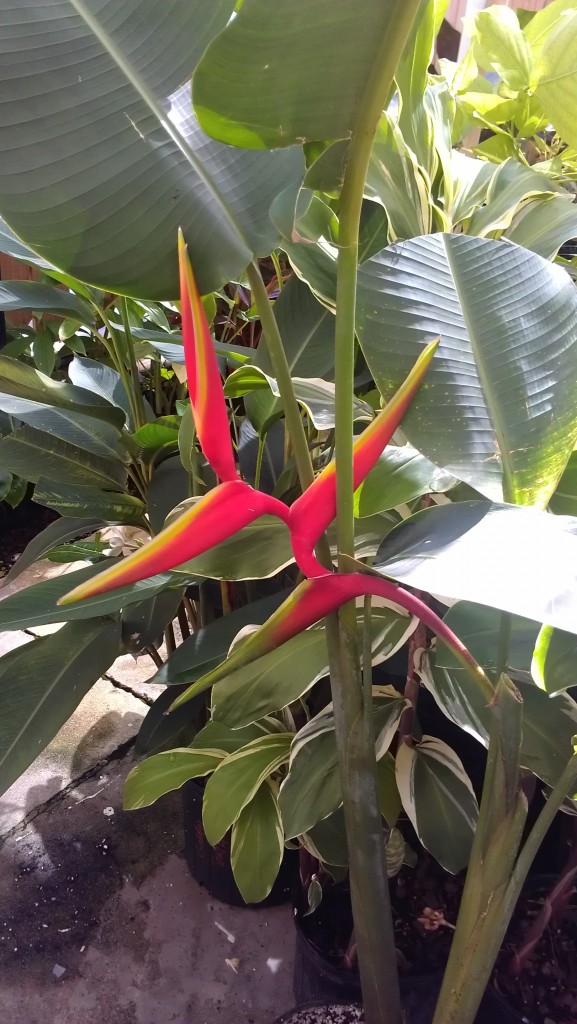 Heliconia bihai x marginata 'Rauliniana' tropical plants indoor outdoor landscape florida nursery vero beach cocoa satellite melbourne