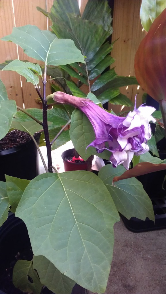 datura devil's trumpet tropical plants nursery florida melbourne space coast brevard