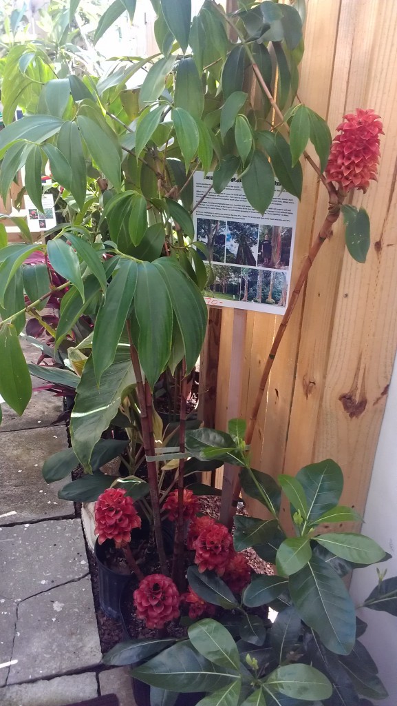 Indonesian Wax ginger Tapeinochilos ananassae tropical plants nursery florida