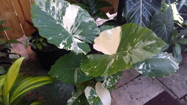 Variegated Dwarf Alocasia California Odora