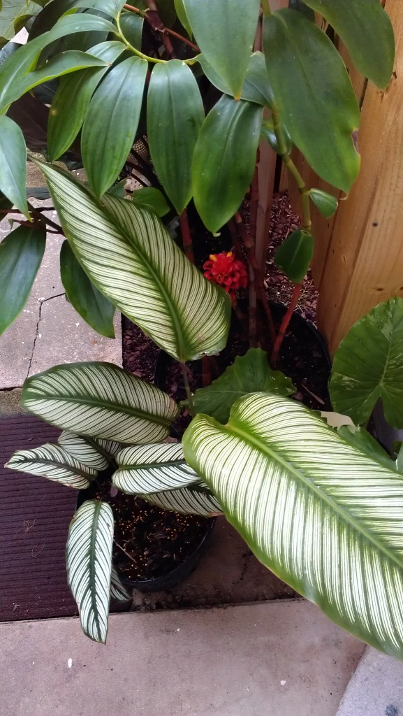 Calathea Majestica Big Puprle leaves nursery florida brevard melbourne tropicals houseplant