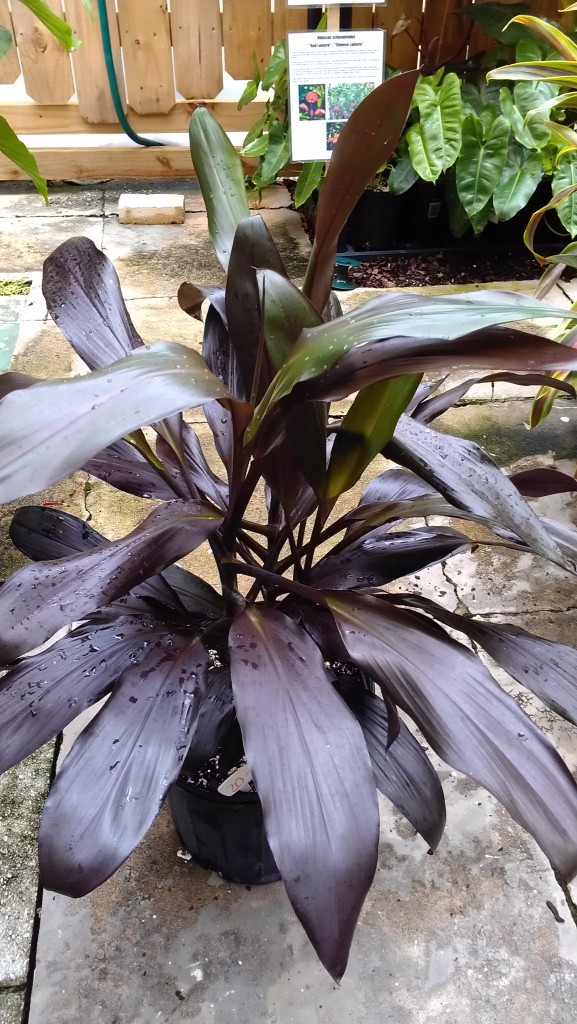 black hawaiian ti plant cordyline fruticosa carnuba black nursery for sale florida space coast brevard