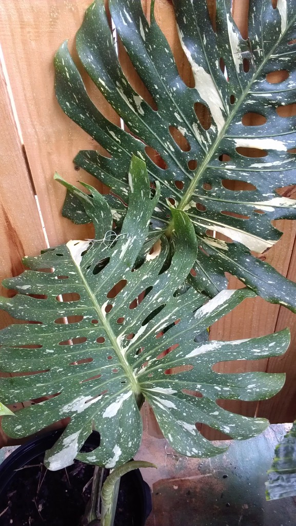 variegated Monstera deliciosa 'Albo maculata' thai constellation for sale nursery florida online