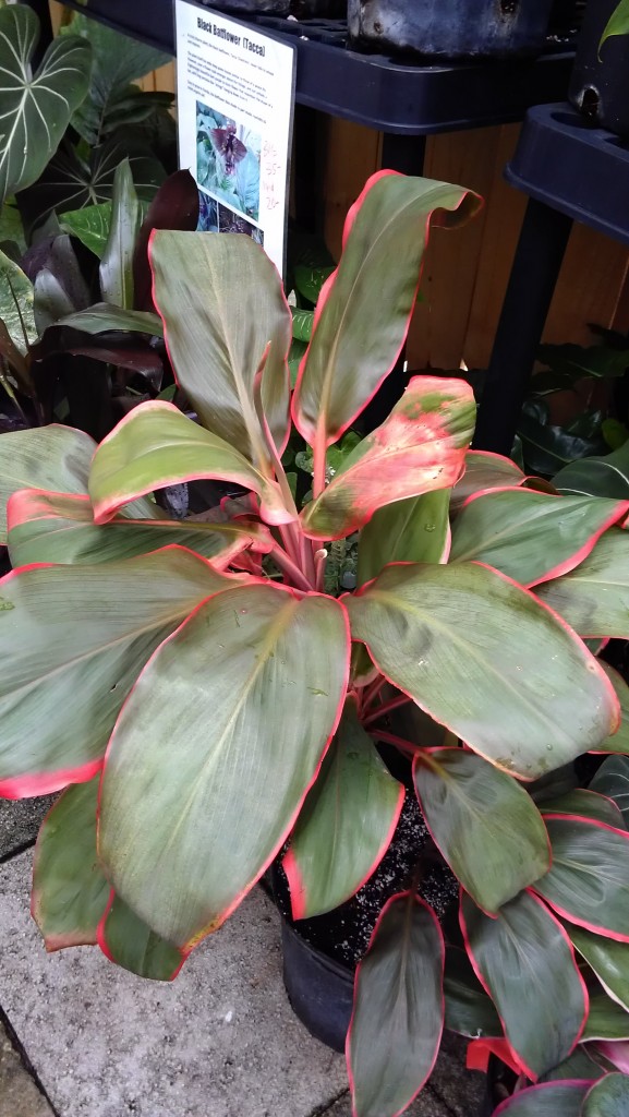 orange hawaiian ti plant cordyline fruticosa orange slice king compact online houseplant indoor outdoor florida melbourne beach cocoa