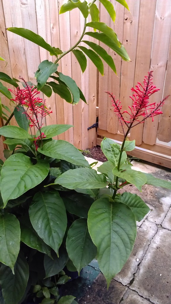 Odontonema strictum red firespike butterfly hummingbird shade florida red flower nursery tropical for sale brevard