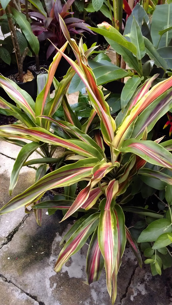 cordyline fruticosa ti mcinernys spear brevard tropical plant nursery space coast melbourne cocoa beach for sale vero satellite