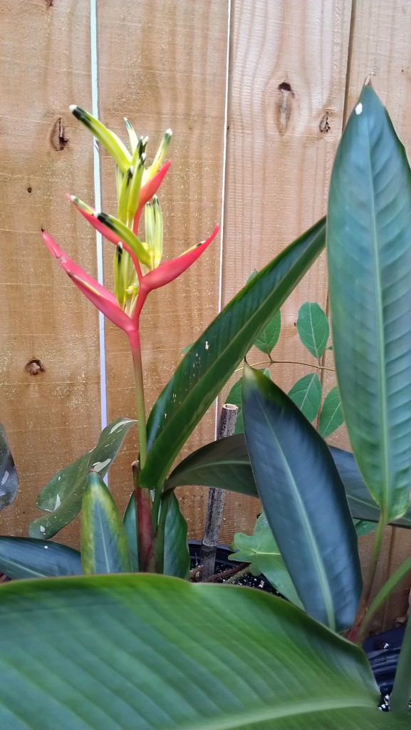 Heliconia psittacorum flamingo pink brevard tropical plant nursery space coast melbourne cocoa beach for sale vero indialantic indian harbour