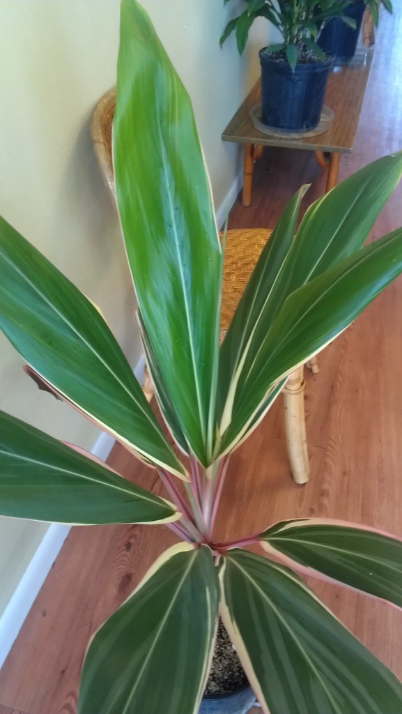 cordyline fruitcosa pink diamond ti plant brevard tropical plant nursery melbourne cocoa beach for sale vero satellite