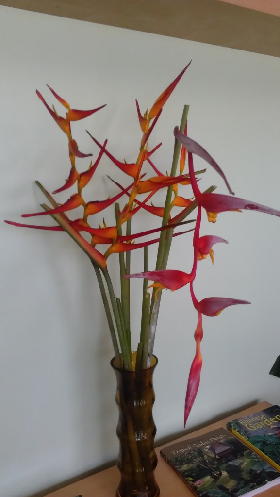 heliconia flower arrangement collinsiana latispatha red yellow gyro tropical plants houseplants nursery brevard florida melbourne cocoa beach vero