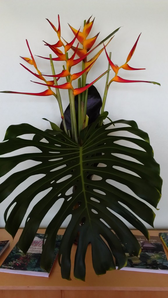 Heliconia Latispatha Red Yellow Gyro arrangement tropical nursery for sale online buy