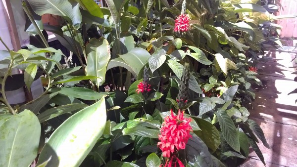 "Cardinal's Guard"  Pachystachys spicata for sale florida nursery tropical plants