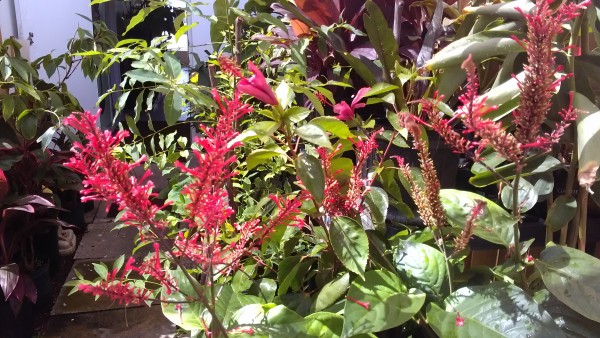 Red Firespike  Odontonema strictum  Florida nursery tropical plants brevard melbourne