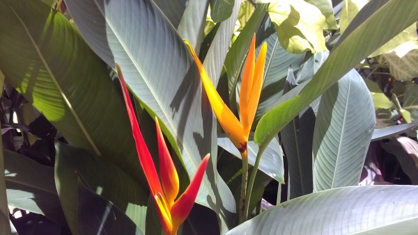 Heliconia "Carmensita"  and Heliconia "Golden Torch" for sale florida space coast melbourne beach nursery