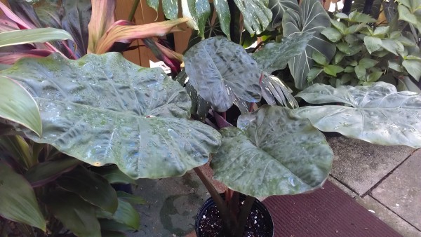 Alocasia plumbea 'nigra'  rare tropical plants nursery florida uncommon unusual jungle