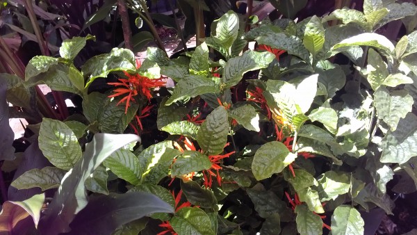 Justicia Spicigera 'Sidicaro' ornage plume flame  florida nursery tropical plants for sale