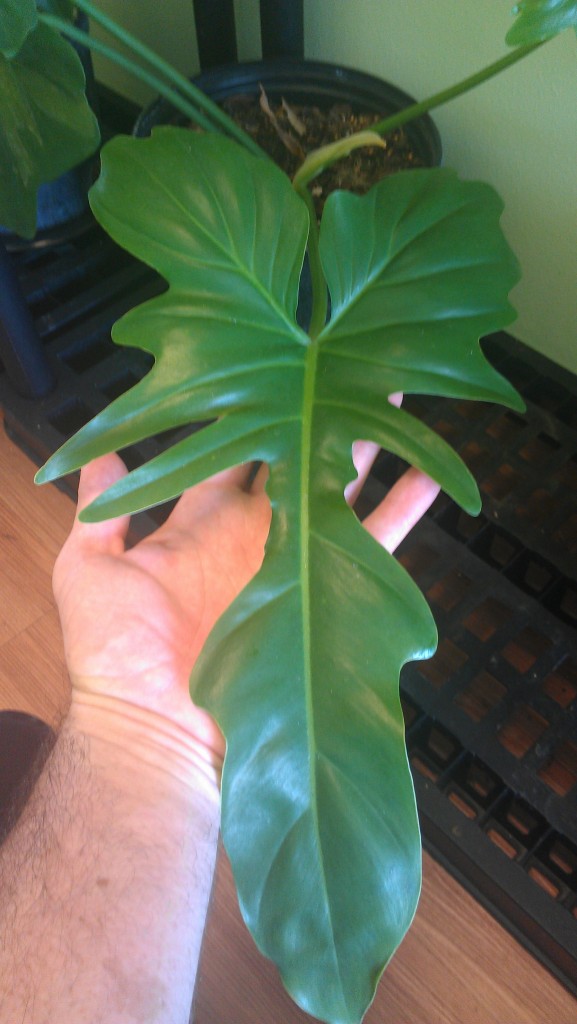 One of my favorite Philodendrons- for its very unusual leaf shape. This is Philodendron bipennifolium.