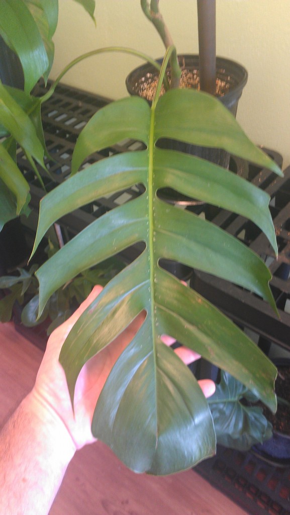 This very nice jungle climber - Epipremnum pinnatum  is starting to show its 'large phase' leaf. It looks great climbing up a tree or palm.