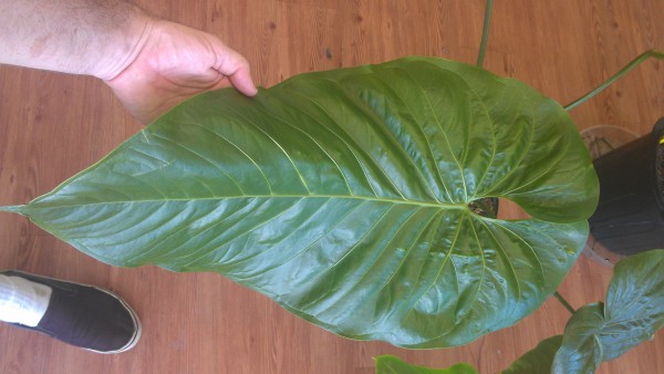 The extra large and jungliscious leaf of Anthurium watermaliense 'Black Anthurium'