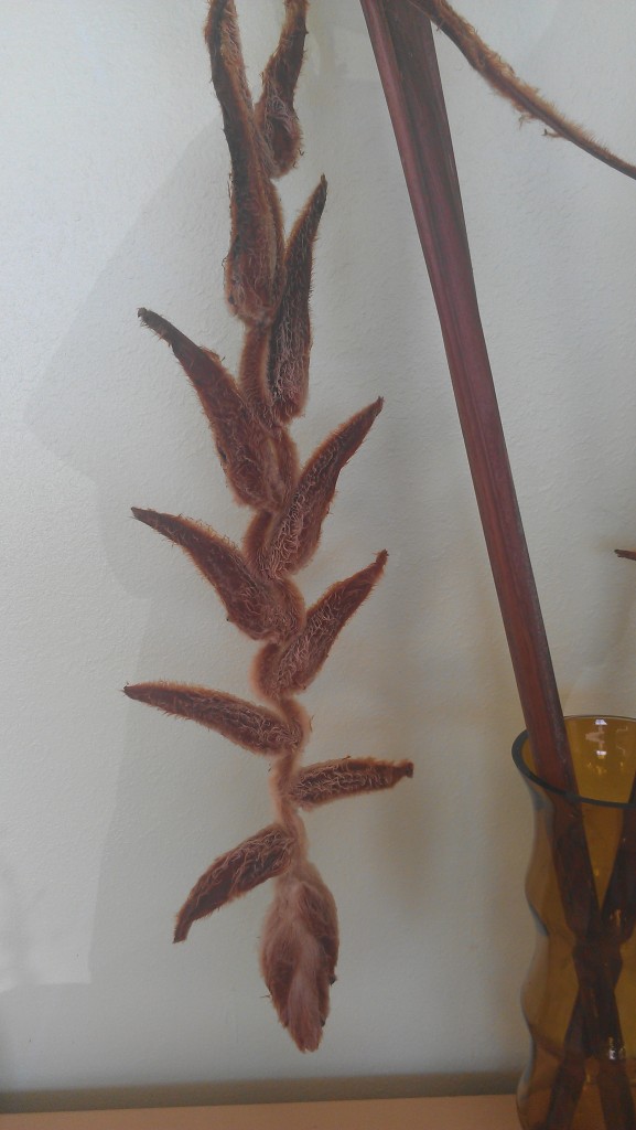 Our lobby vase this week features the dried bloom of Heliconia 'She Kong' 