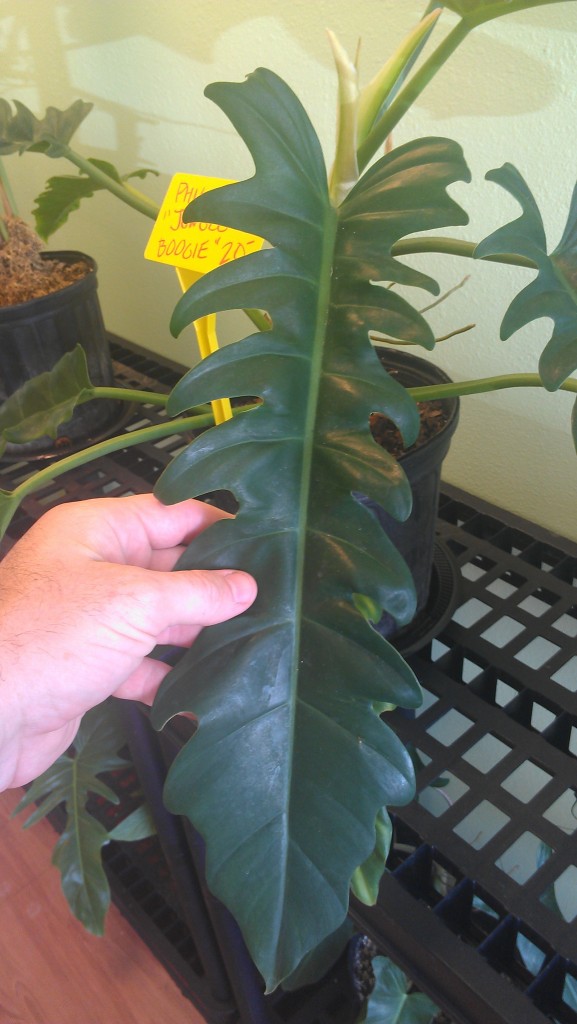 The super cool serrated leaf of Philodendron 'Jungle Boogie'