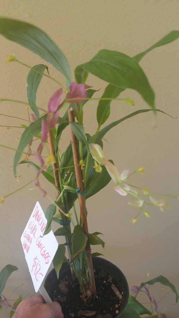 Dancing Girl Ginger - Globba wintii.  A nice houseplant that also works outdoors in a shaded area