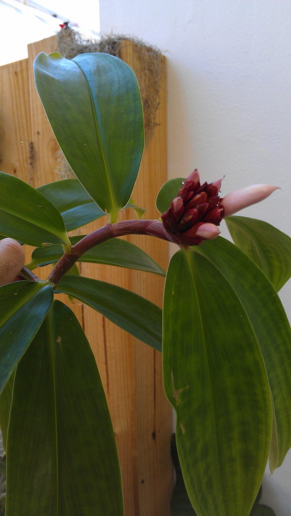 Cheilocostus speciosus 'Crepe Ginger' in bloom