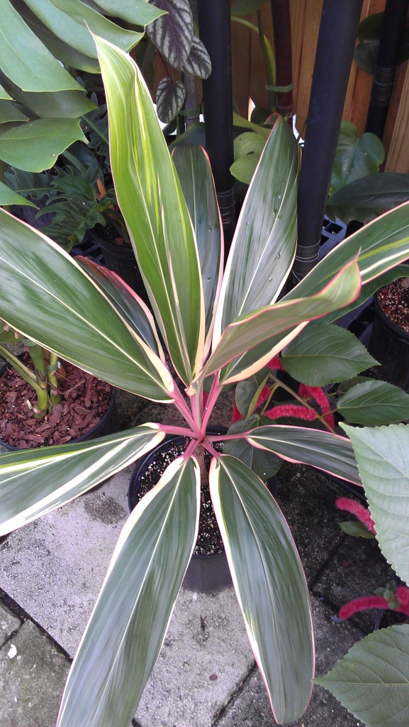 Collector's Cordyline:  'Pink Diamond'  -Hawaiian Ti Plant